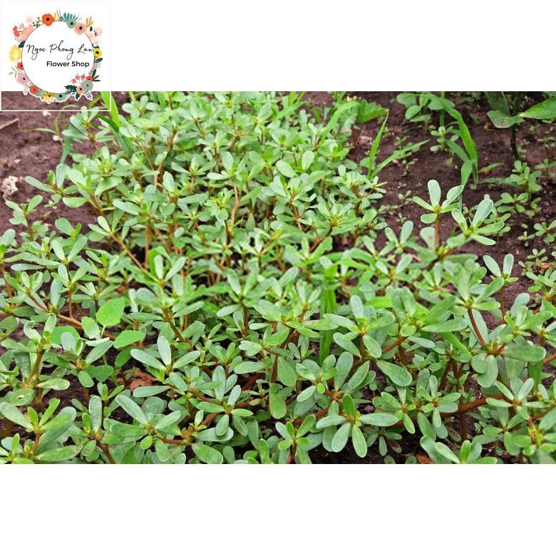 Giống Rau Sam, Rau Sam, Sam Đất - Gói 2 Gram