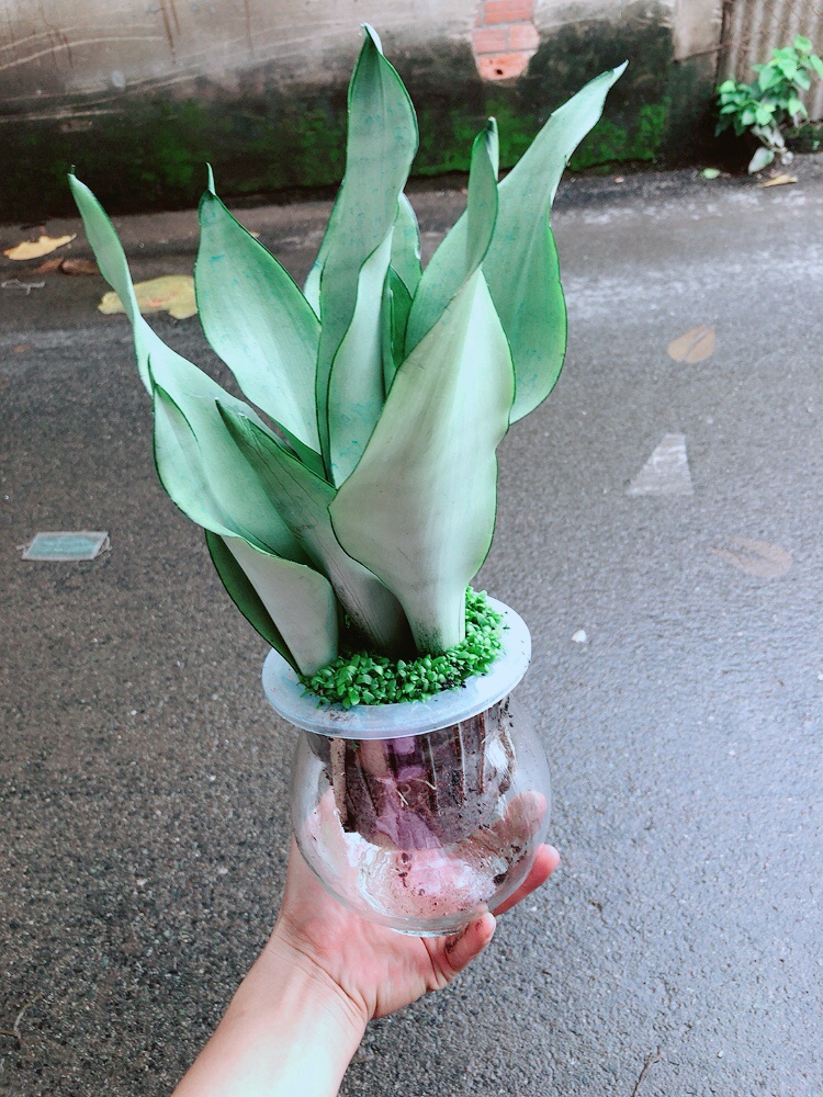 Chậu Lưỡi Hổ Bạc Thuỷ Sinh