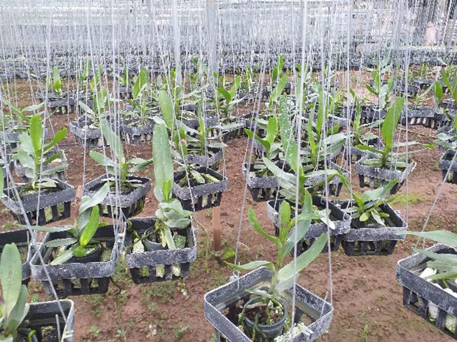 hoa phong lan tam bảo sắc hoa trắng