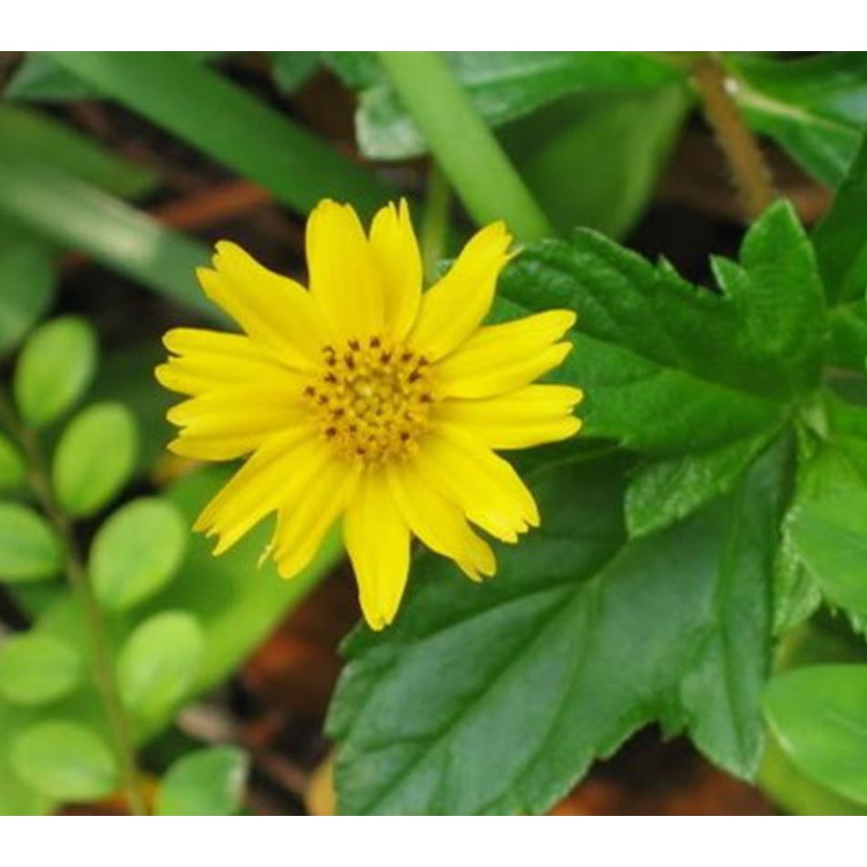 Cây giống Sài Đất