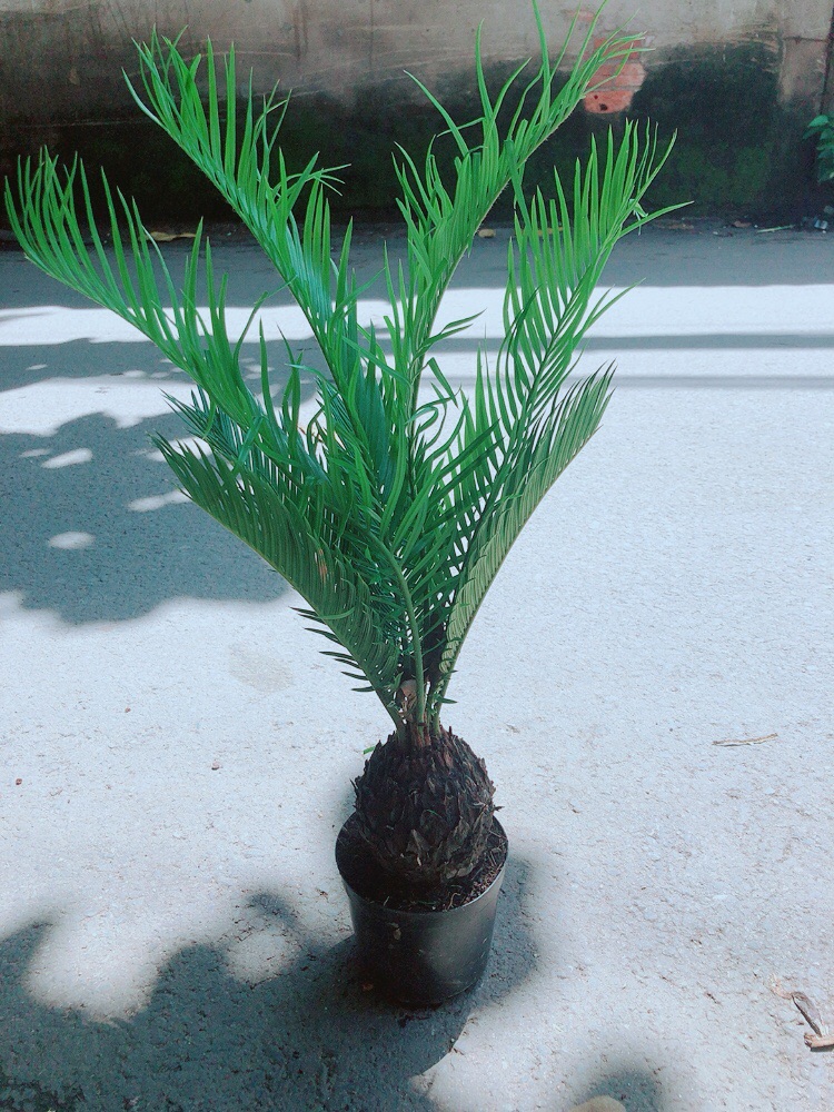 Vạn Tuế Kèm Chậu Sứ