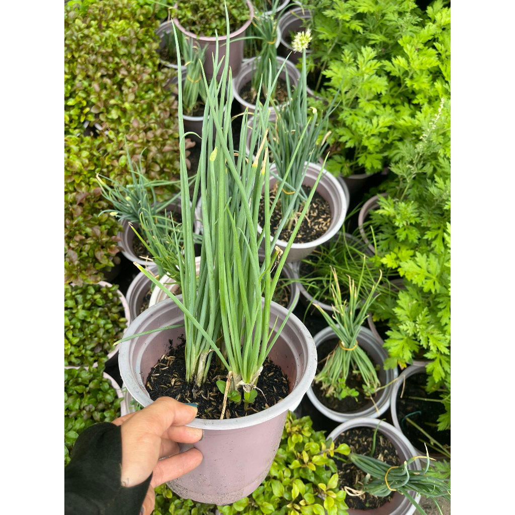 Chậu cây hành lá trưởng thành