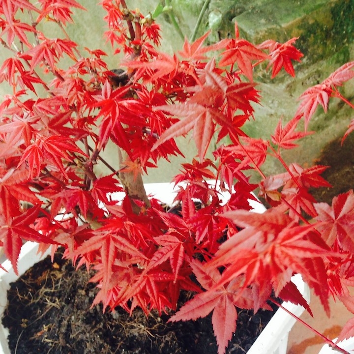 [MUA 10 TẶNG 1] - Set 10 gói Hạt giống phong lá đỏ Bonsai