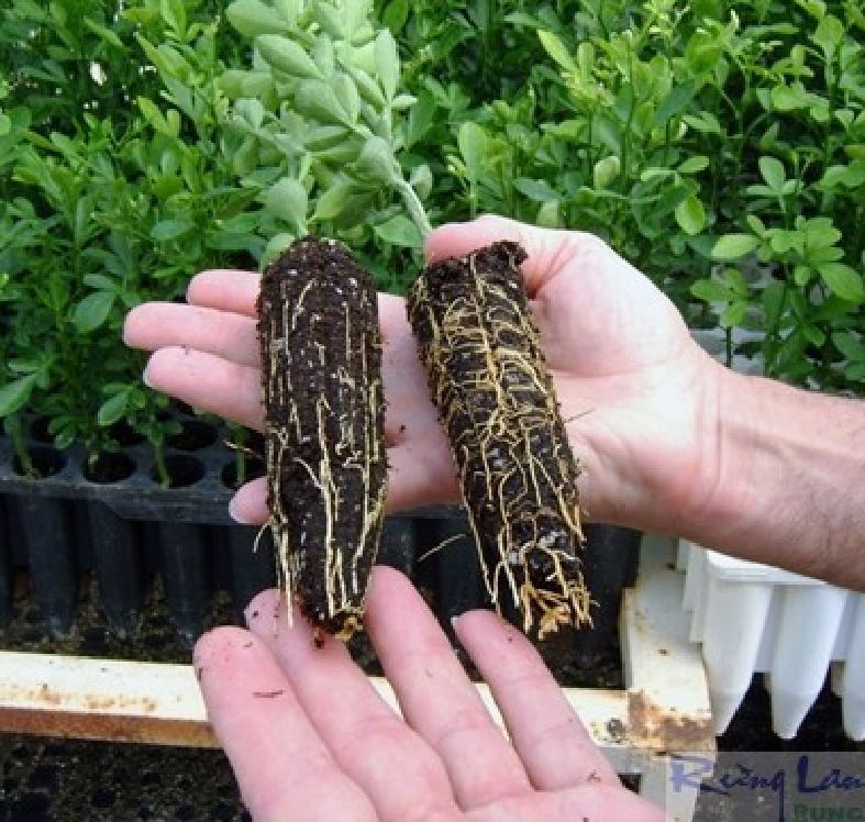 Bộ Viên nén sơ dừa ươm hạt giống ( 10 viên )