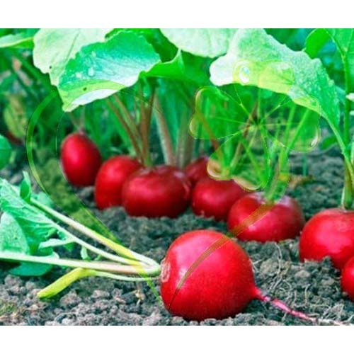 Hạt giống củ cải đỏ tròn F1 - gói 5 gram