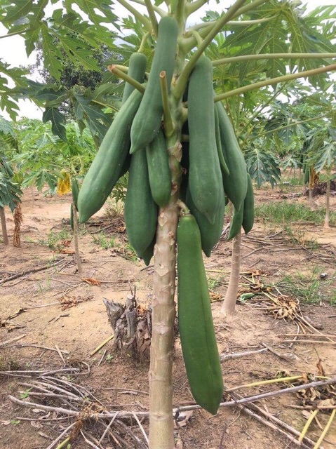 Hạt Giống Đu Đủ Siêu Dài