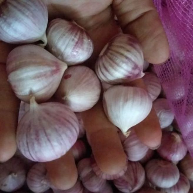 Sỉ toàn quốc 1kg tỏi cô đơn