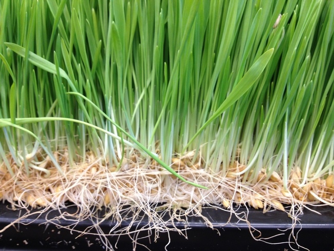 hạt giống mầm lúa mạch Phú Nông gói 100g