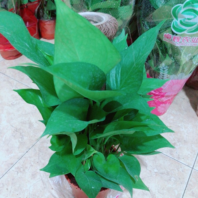 Trầu bà leo