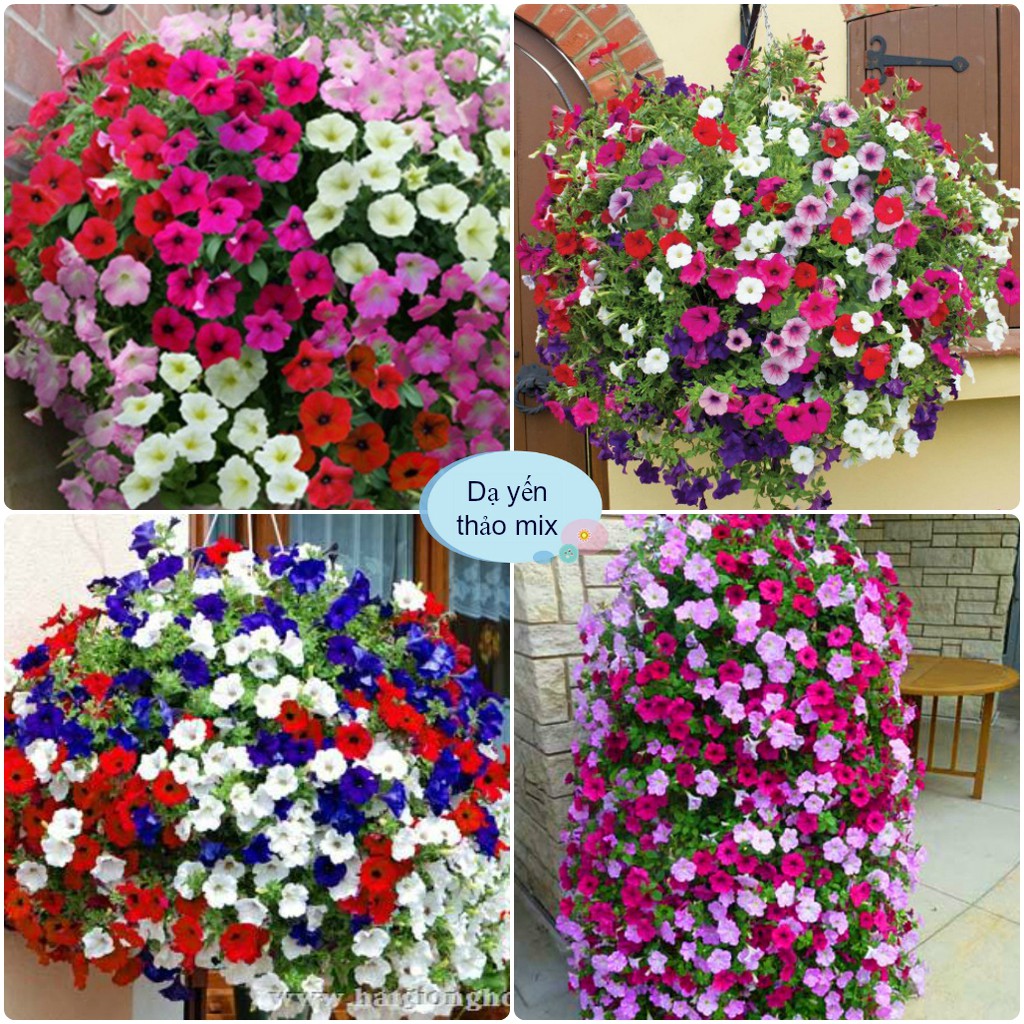 Hạt giống hoa dạ yến thảo mix đủ màu (gói 400 hạt )