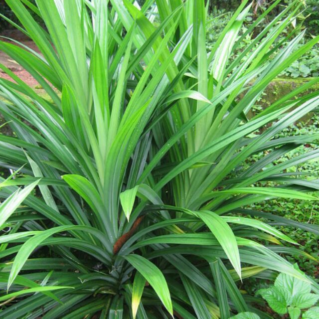 cây dứa nếp giống (cây lá dứa, cây lá thơm)