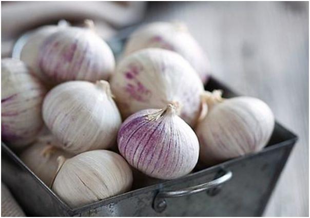 1.5kg Tỏi Cô Đơn Phan Rang làm tỏi đen