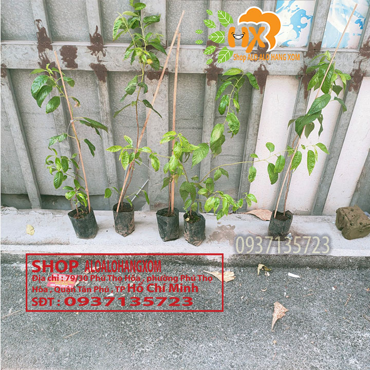 [HCM]combo 5 cây mai anh đào cây giống ( hiện nay có nhiều shop ăn cắp h/ả shop m )
