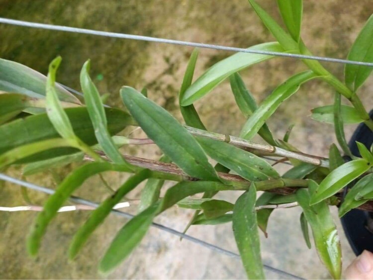 Cây giống lan Môi Cờ ( Trúc Lan)