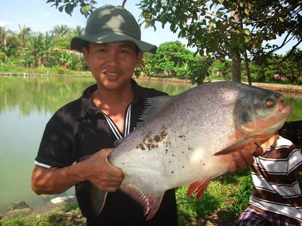 [CHUYÊN CÁ CHIM] - MỒI CÂU CÁ CHUYÊN CÁ CHIM , CÁ TRA -ĐẬU PHỘNG TRẦN HOÀNG