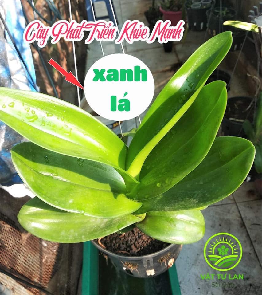 PHÂN HỮU CƠ ĐẬM ĐẶC BOUNCE BACK BỊCH 05KG