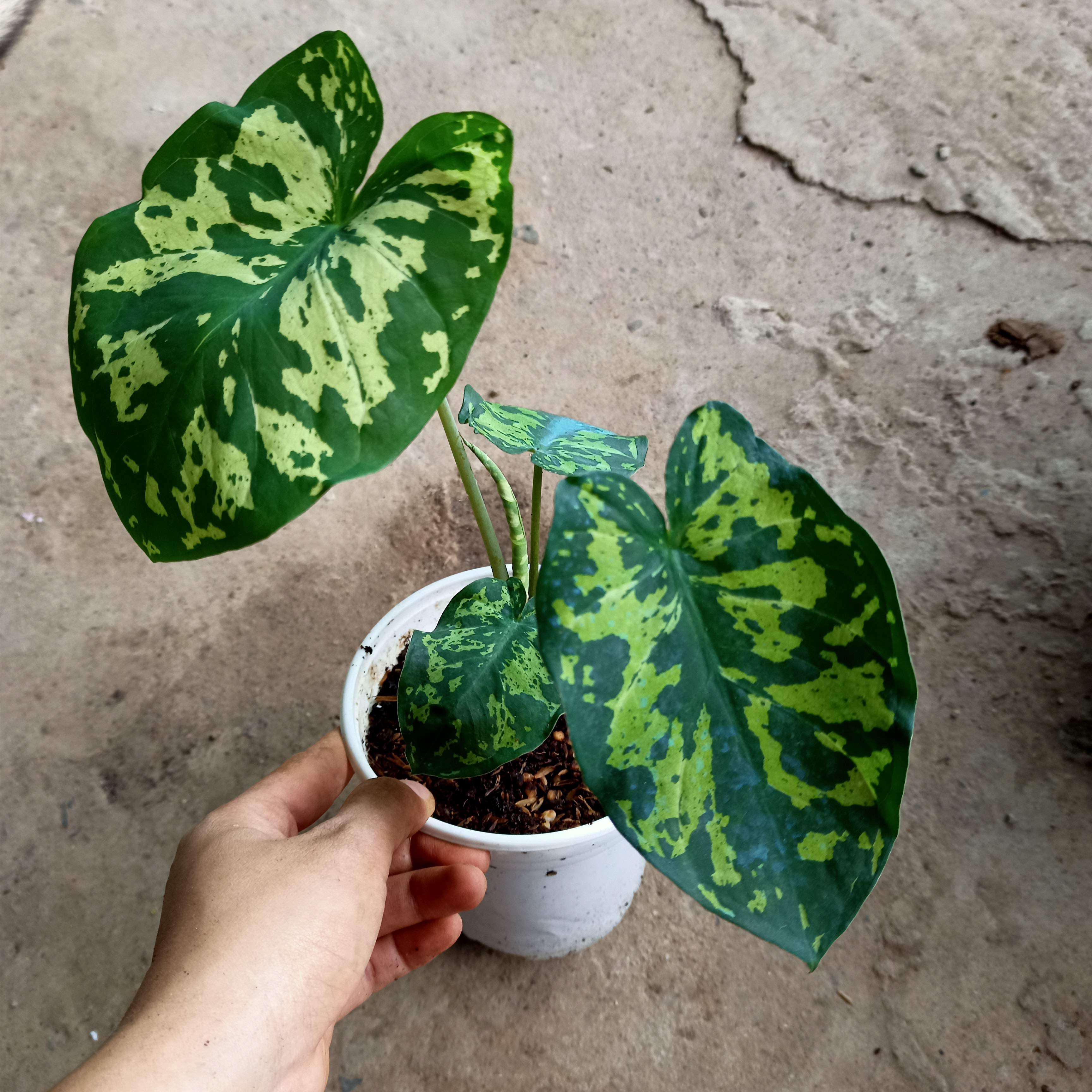 Chậu cây môn lính đặc công- Hilo beauty Caladium