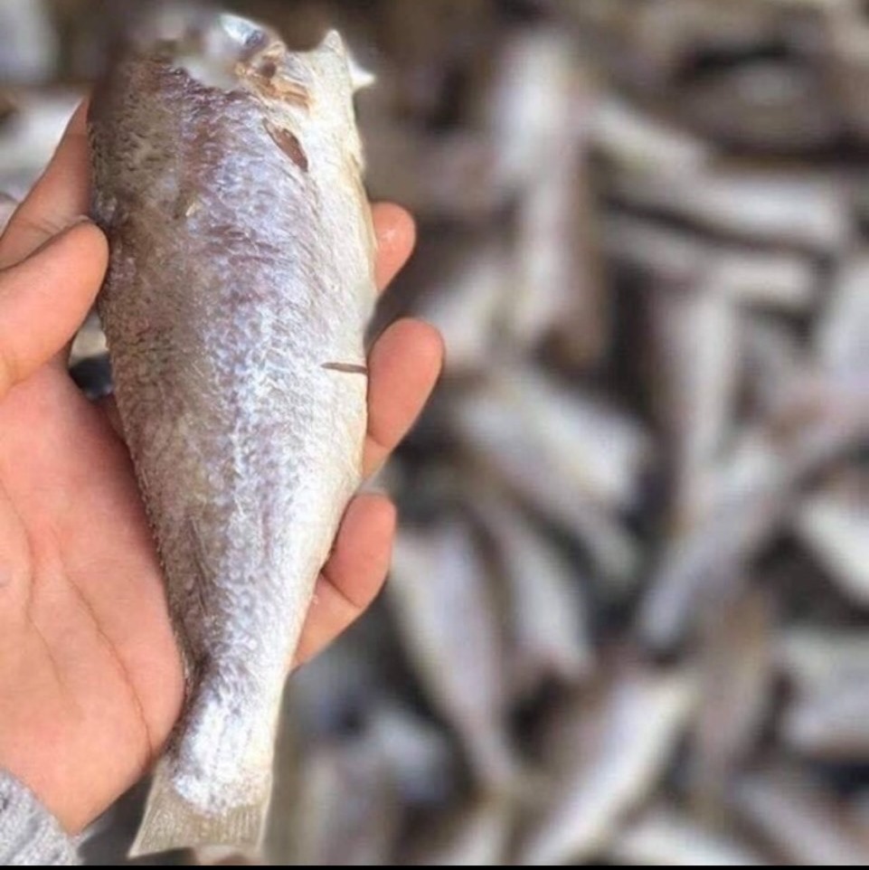 KHÔ CÁ LÙ ĐÙ LẠT [ KHÔNG MẶN]  500gr( 6-7 con/ 500gr)- Vựa Khô Minh Triết