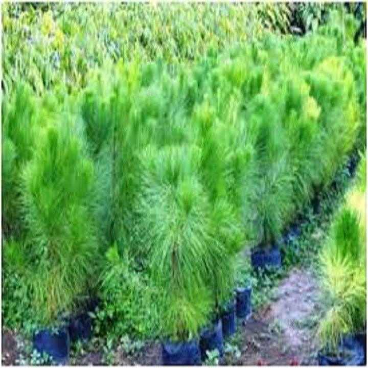 cây giống cây thông đỏ cảnh