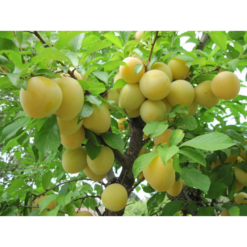 Cây mận vàng cao 50cm (Ảnh thật số 2).