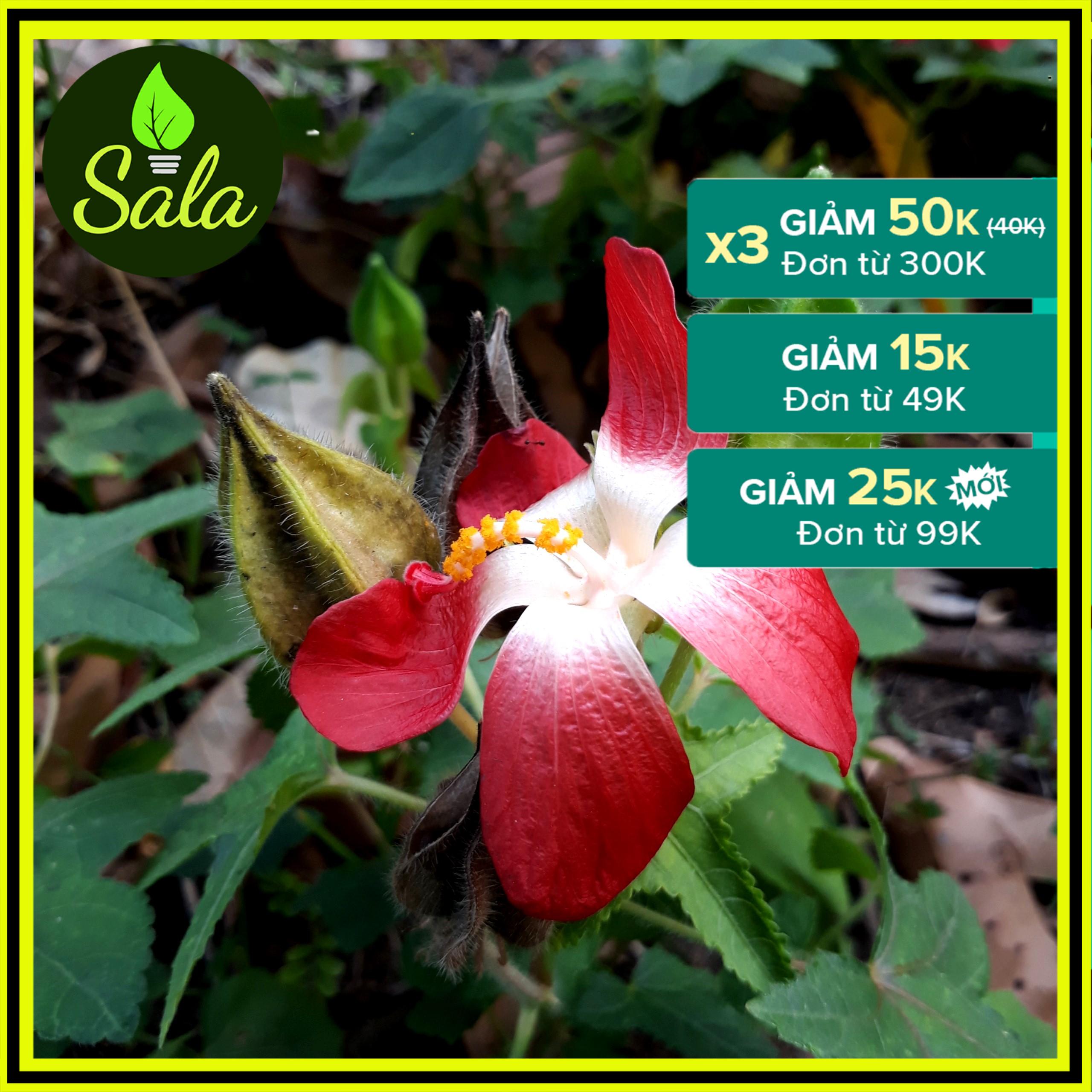 400 Hạt Giống Sâm Bố Chính (Hoa Đỏ Tươi)