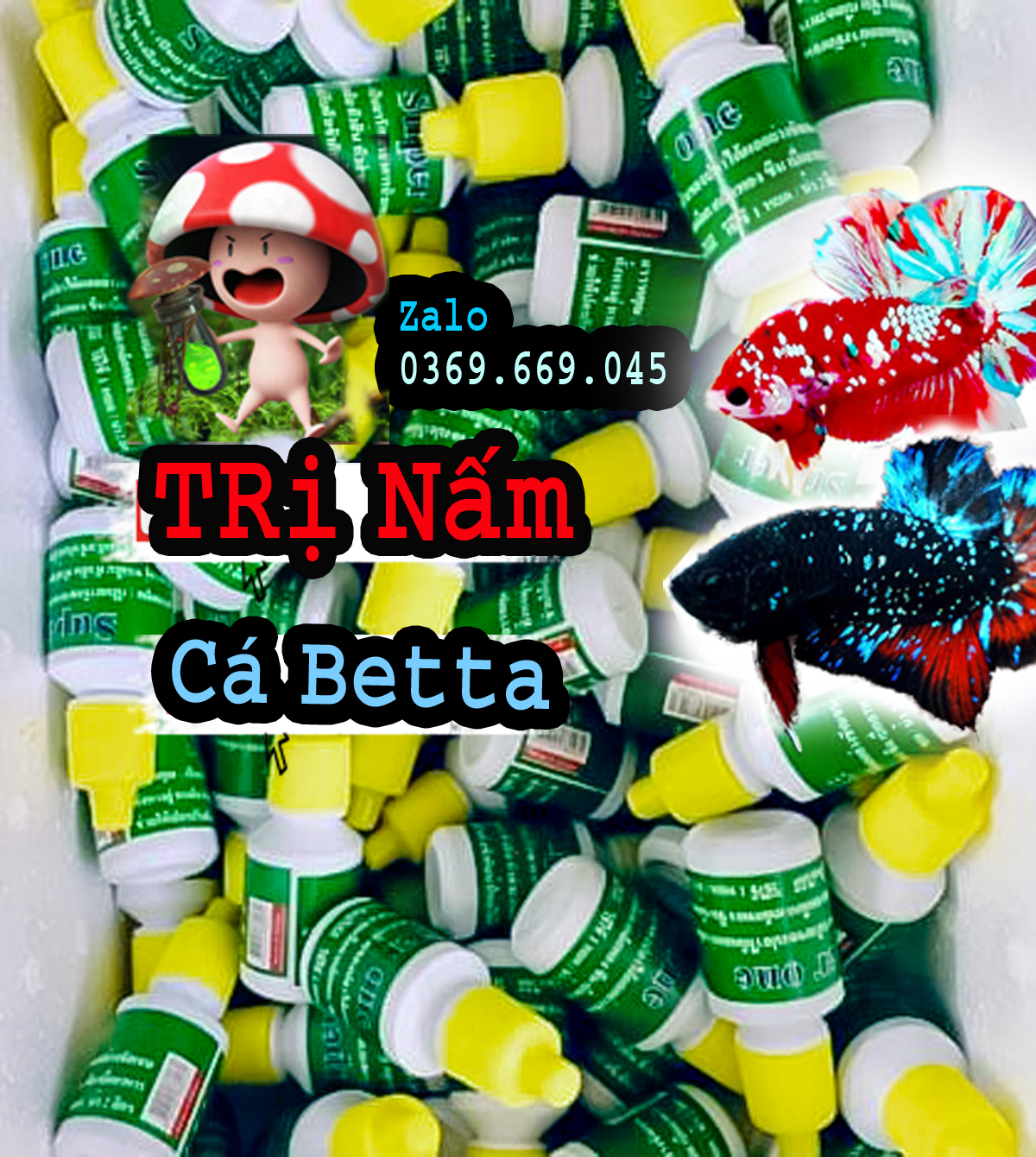 Nấm cá betta nhập khẩu từ Thái lan