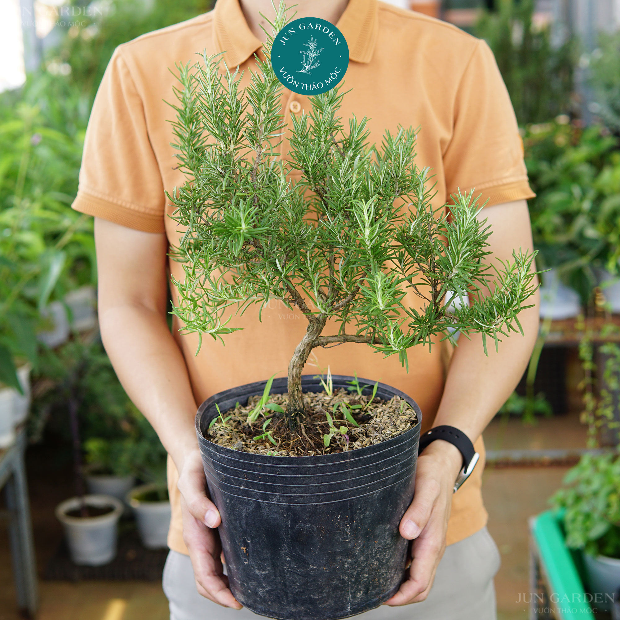 Hương thảo bonsai jun garden size 100cm