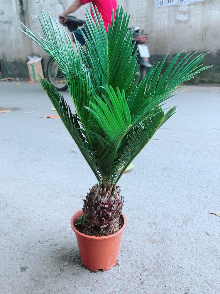 Cây Thiên Tuế