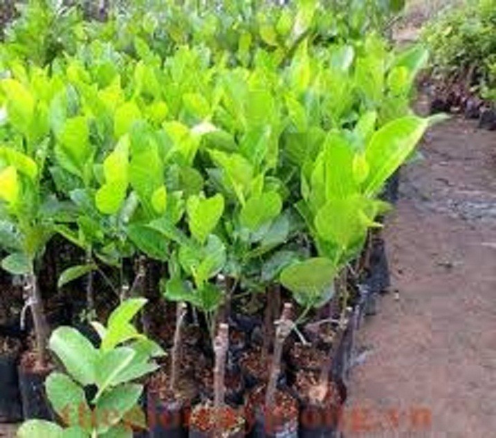 CÂY GIỐNG MÍT KHÔNG HẠT