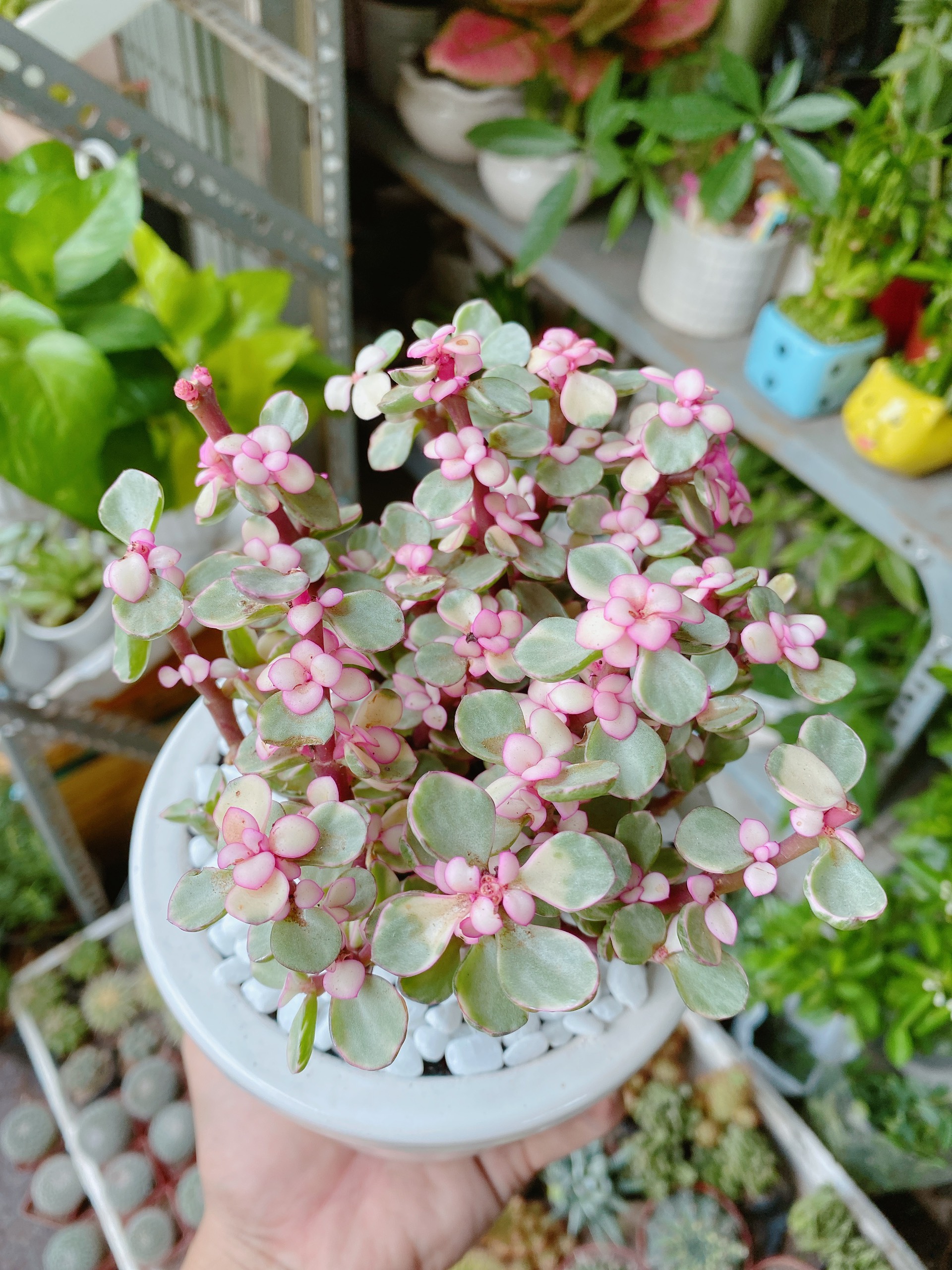 Sen Đá Đo La Hồng Giống Mới