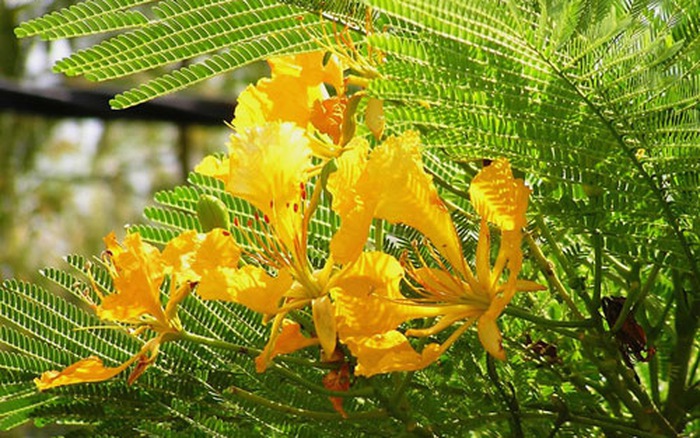 Cây Phượng vàng