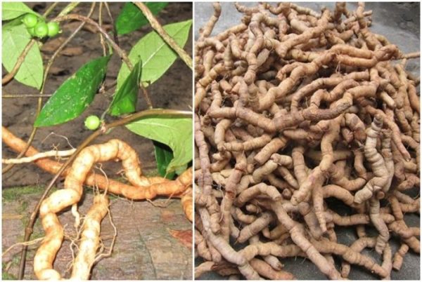 Ba kích tím khô quảng ninh loại 1