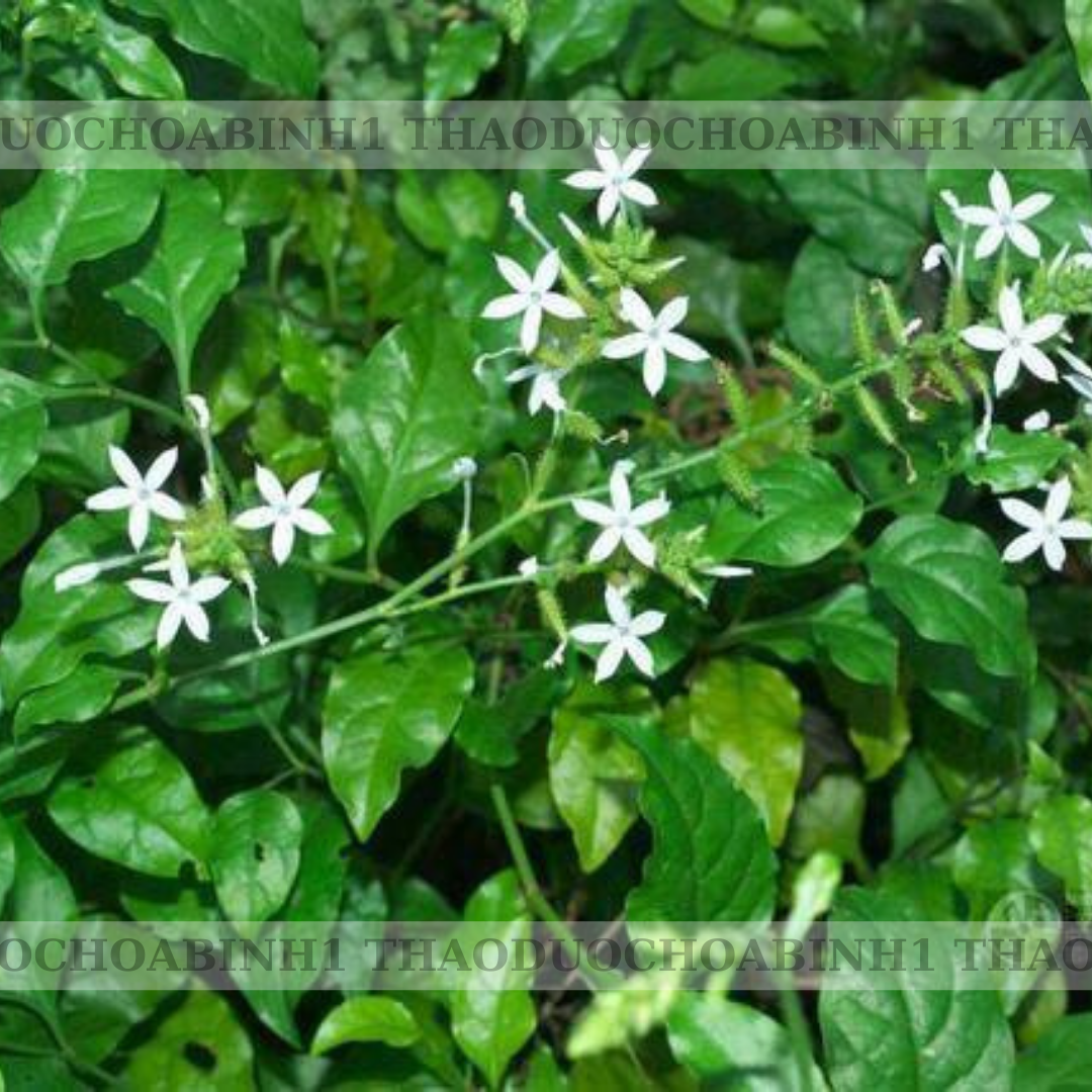 1kg bạch hoa xà thiệt thảo ( khô, sạch, đẹp)