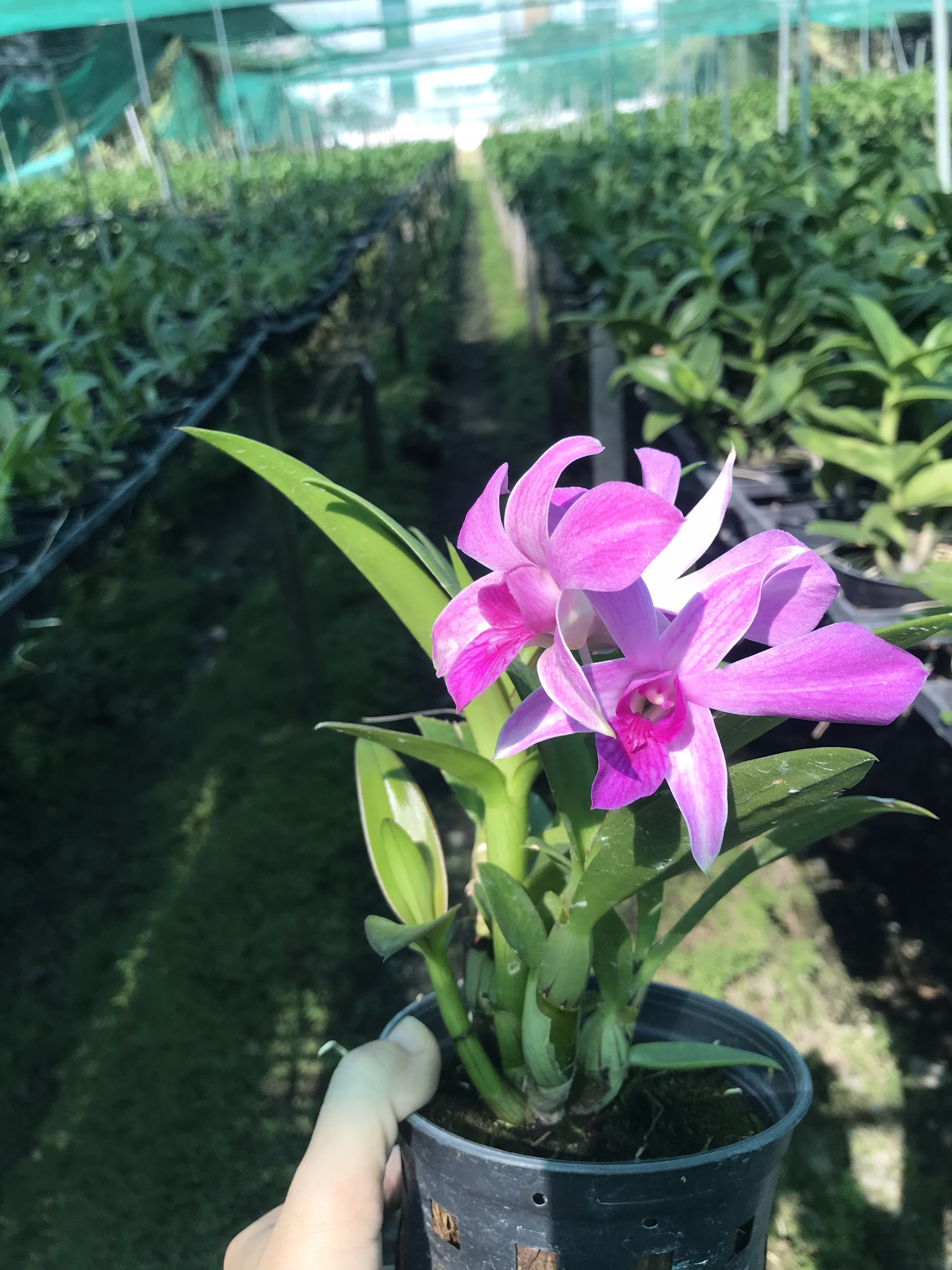 HOA LAN DENRO PINK XƯA XỔ 5%