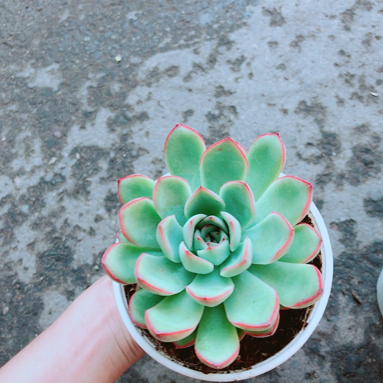 Chậu Sen Đá Viền Hồng