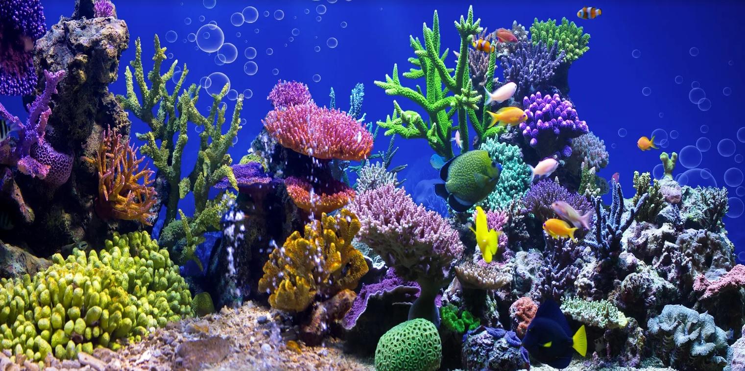 Tranh phông nền VTC dán hồ cá, bể thủy sinh Aqua-044 KT 120 x 40 cm