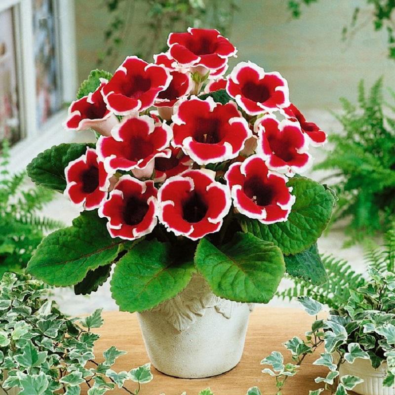 [Sale off]  Hạt giống hoa tử la lan