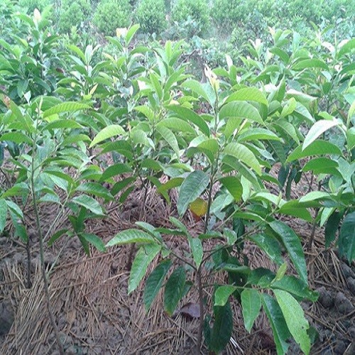 Cây ngọc lan ta đang ra hoa - 5656