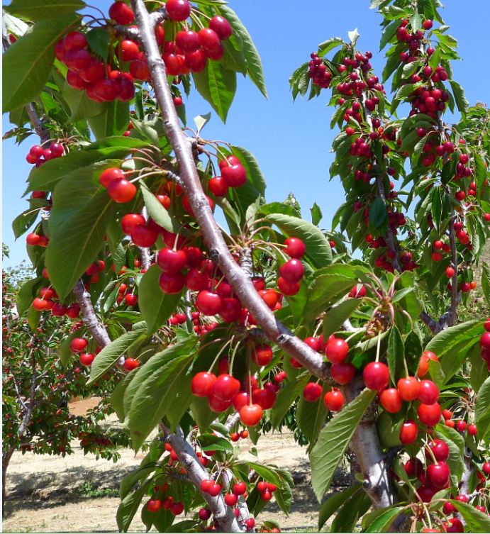 Hạt giống cây ăn trái anh đào( Cherry đỏ ) - ( 10 hạt Kèm gói kích thích hạt nảy mầm )