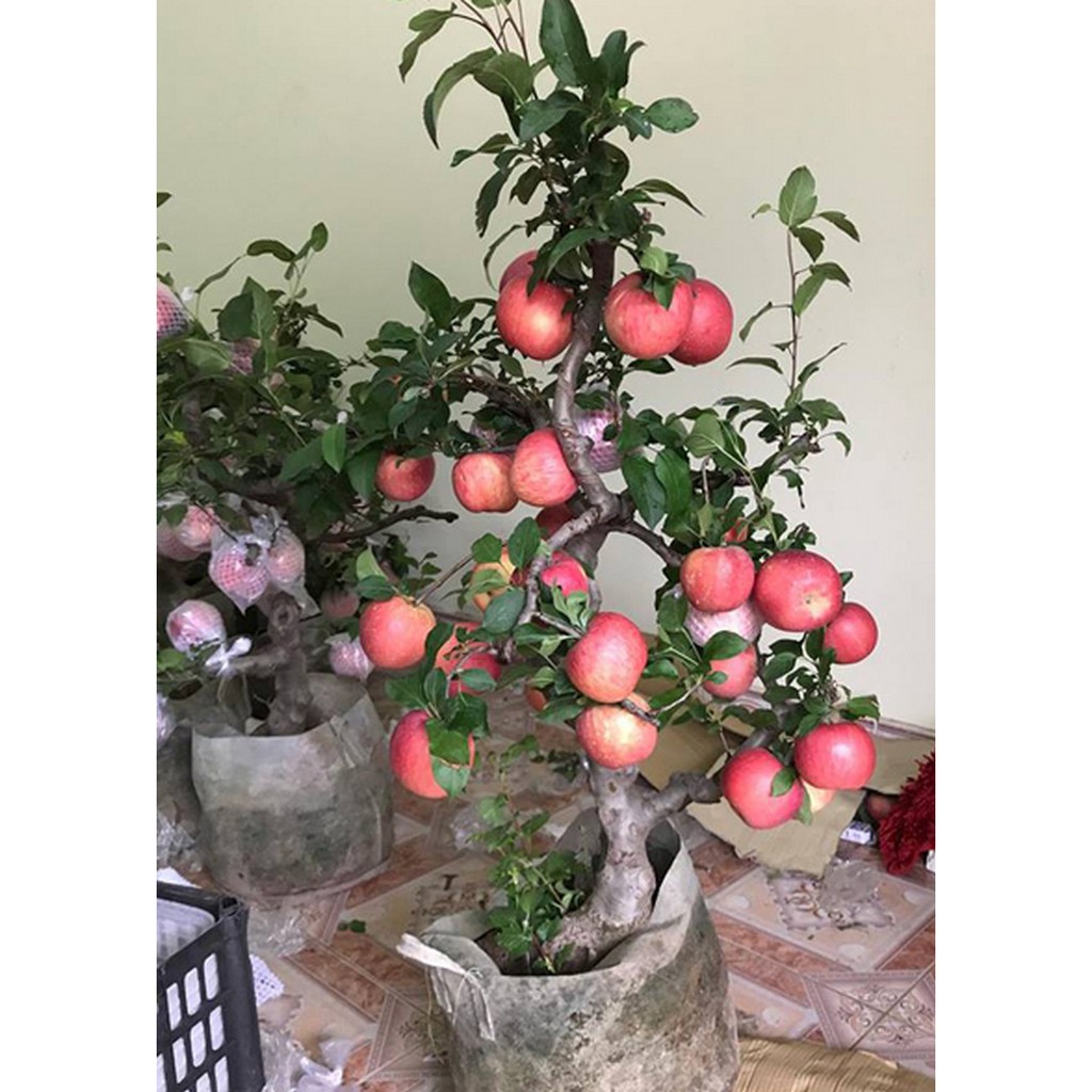 Hạt Giống Táo Đỏ Lùn - 10 Hạt