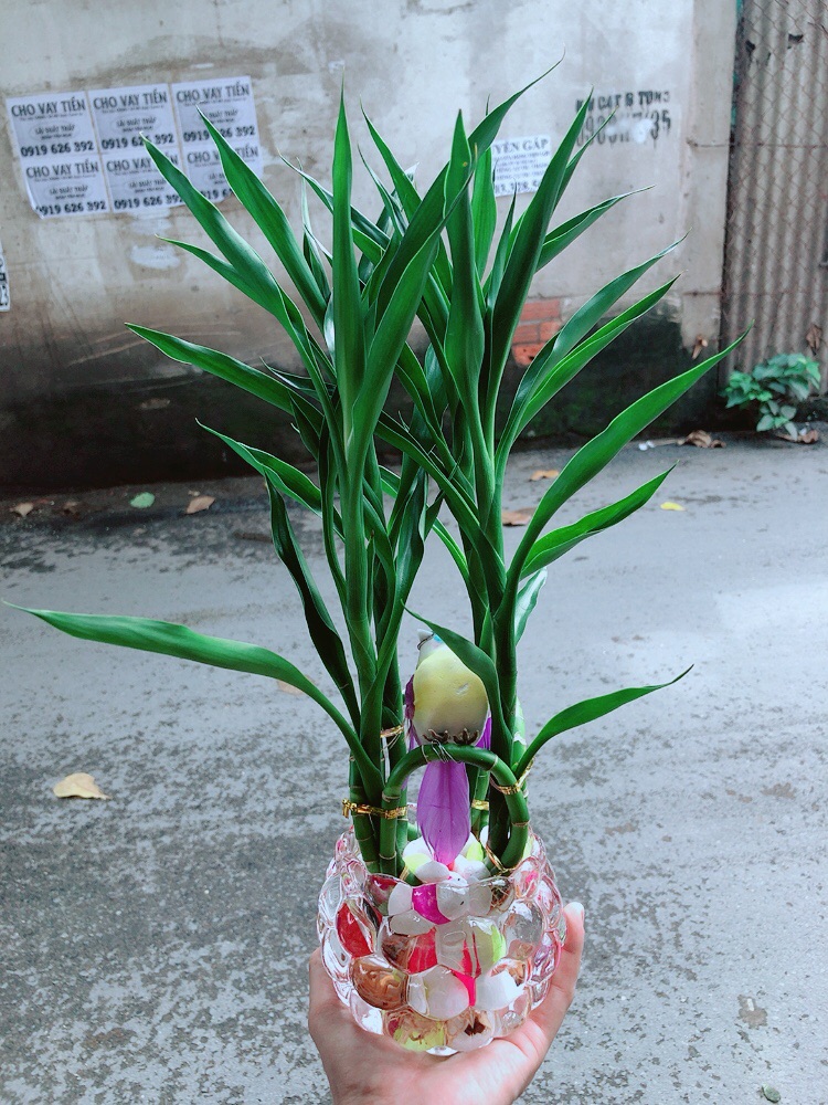 Chậu Trúc Phát Tài