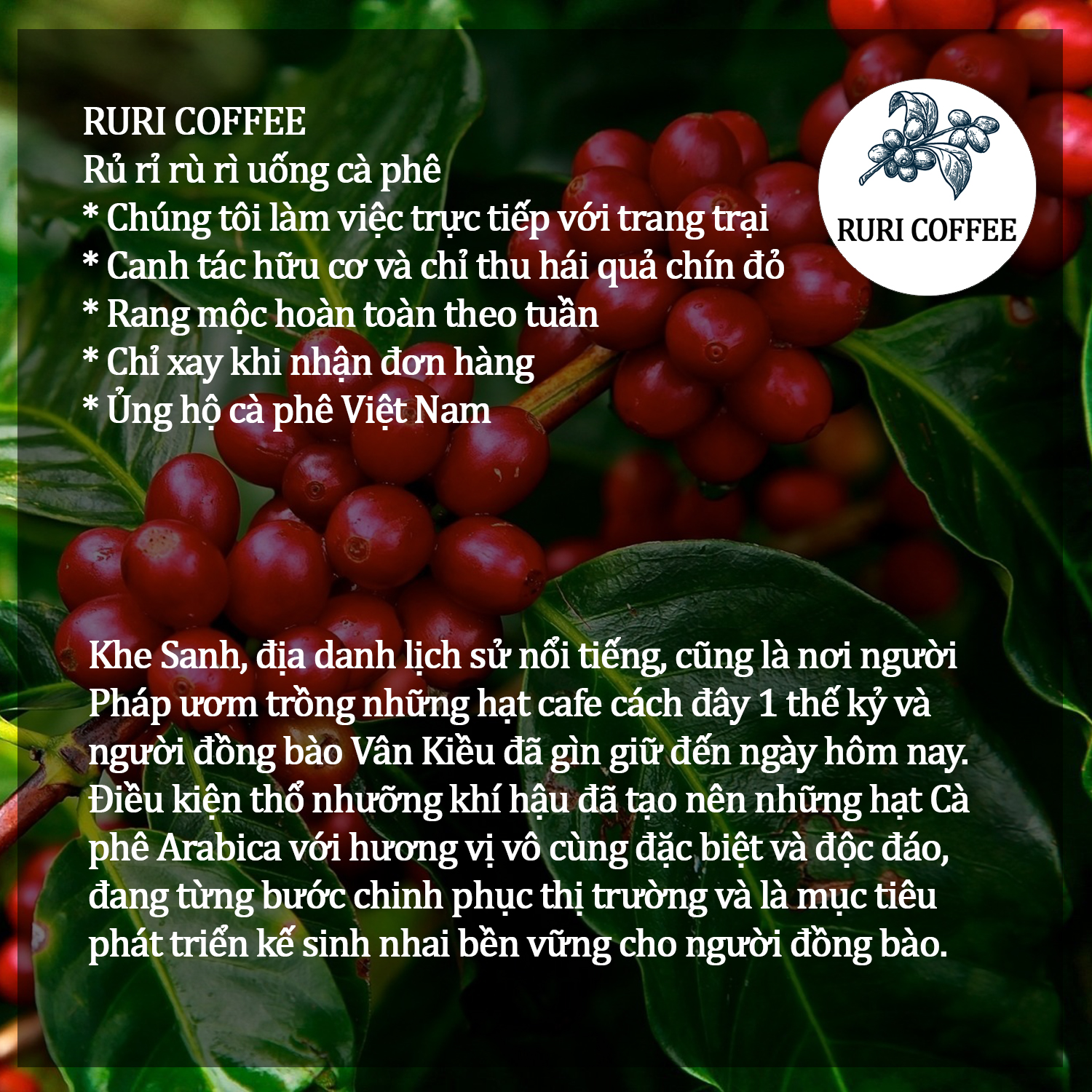 Cà phê Blend Arabica & Robusta Khe Sanh Quảng Trị