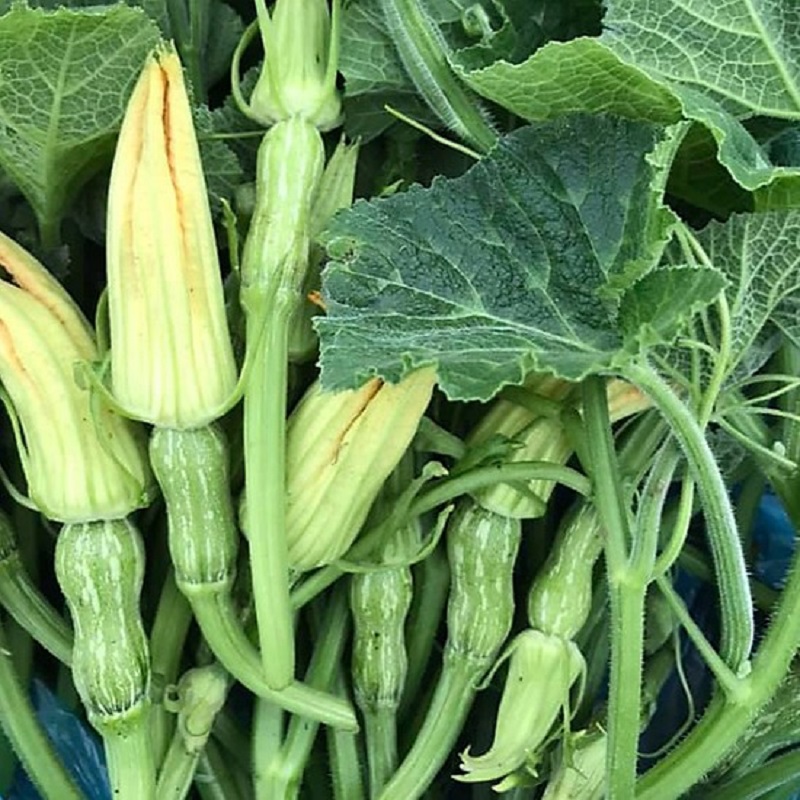 Hạt giống Bí Siêu Nụ