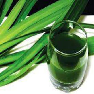 Lá Dứa( Lá Nếp) Tươi Dùng Để Nấu Chè Nấu Nước