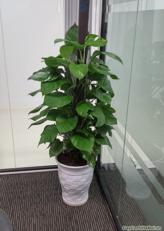 CHẬU CÂY VẠN NIÊN THANH LEO