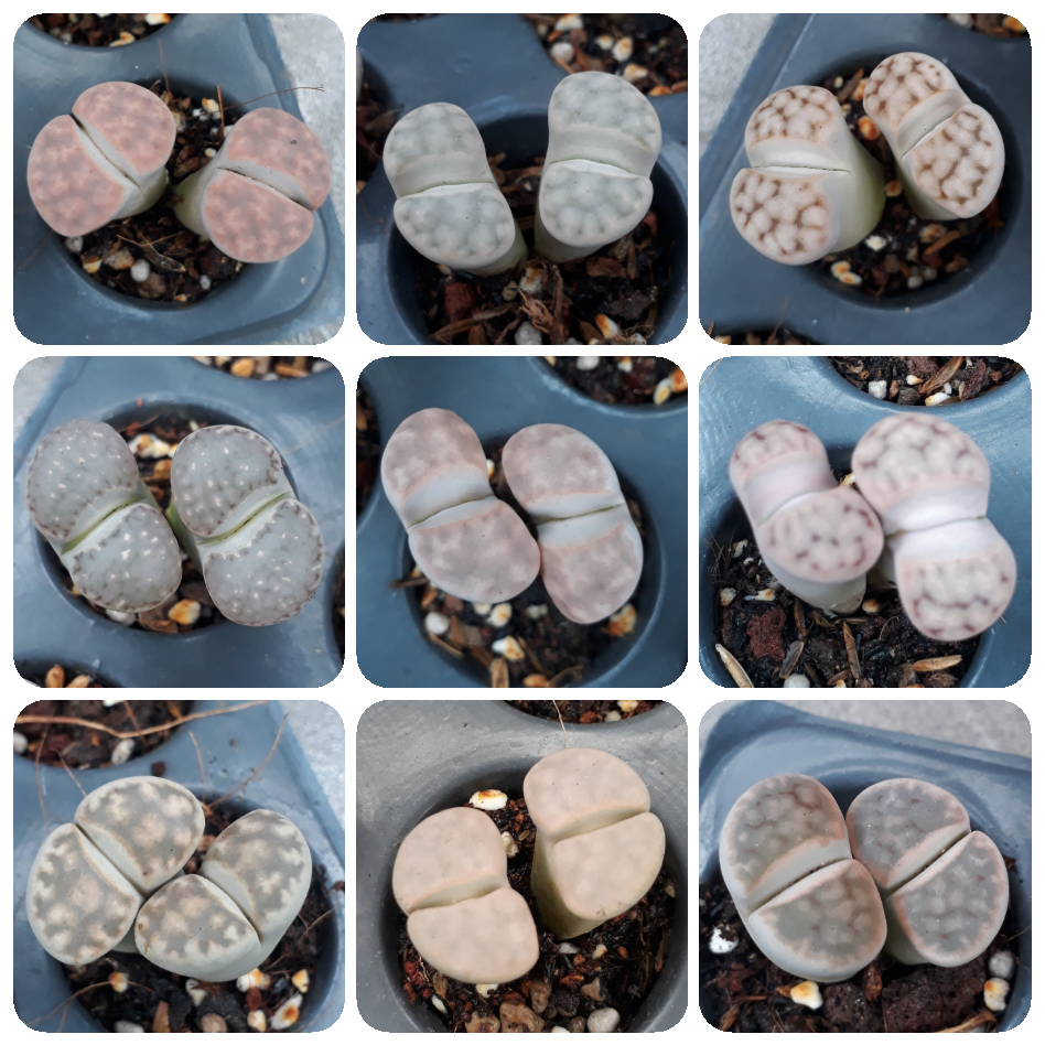 Sen Mông Đôi Ngẫu Nhiên Nhiều Màu 2-3.5cm(Sen Mông/Lithops/Thạch Lan)