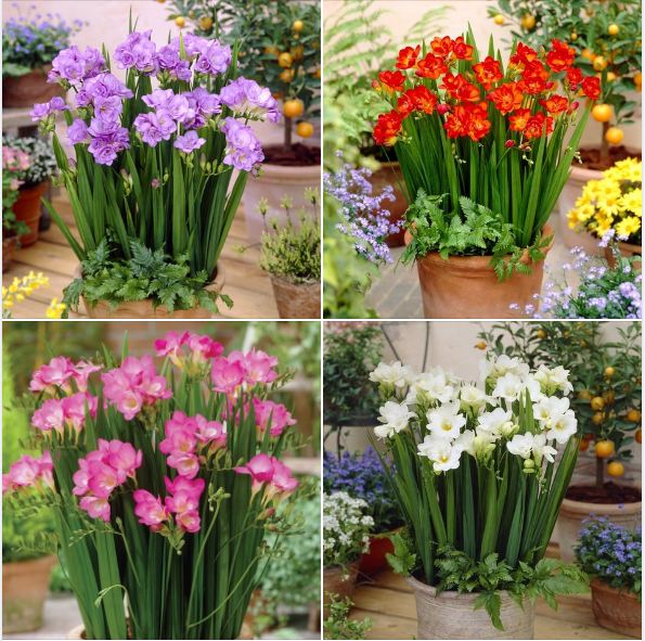 Combo 4 củ hoa lan nam phi - trắng vàng tím hồng ( tặng 4 viên nén ươm củ)