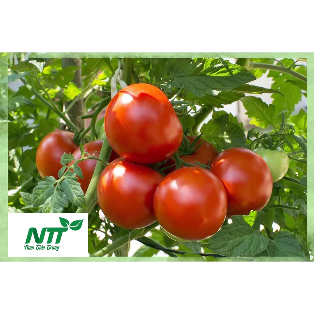 Hạt giống Cà chua TN-13