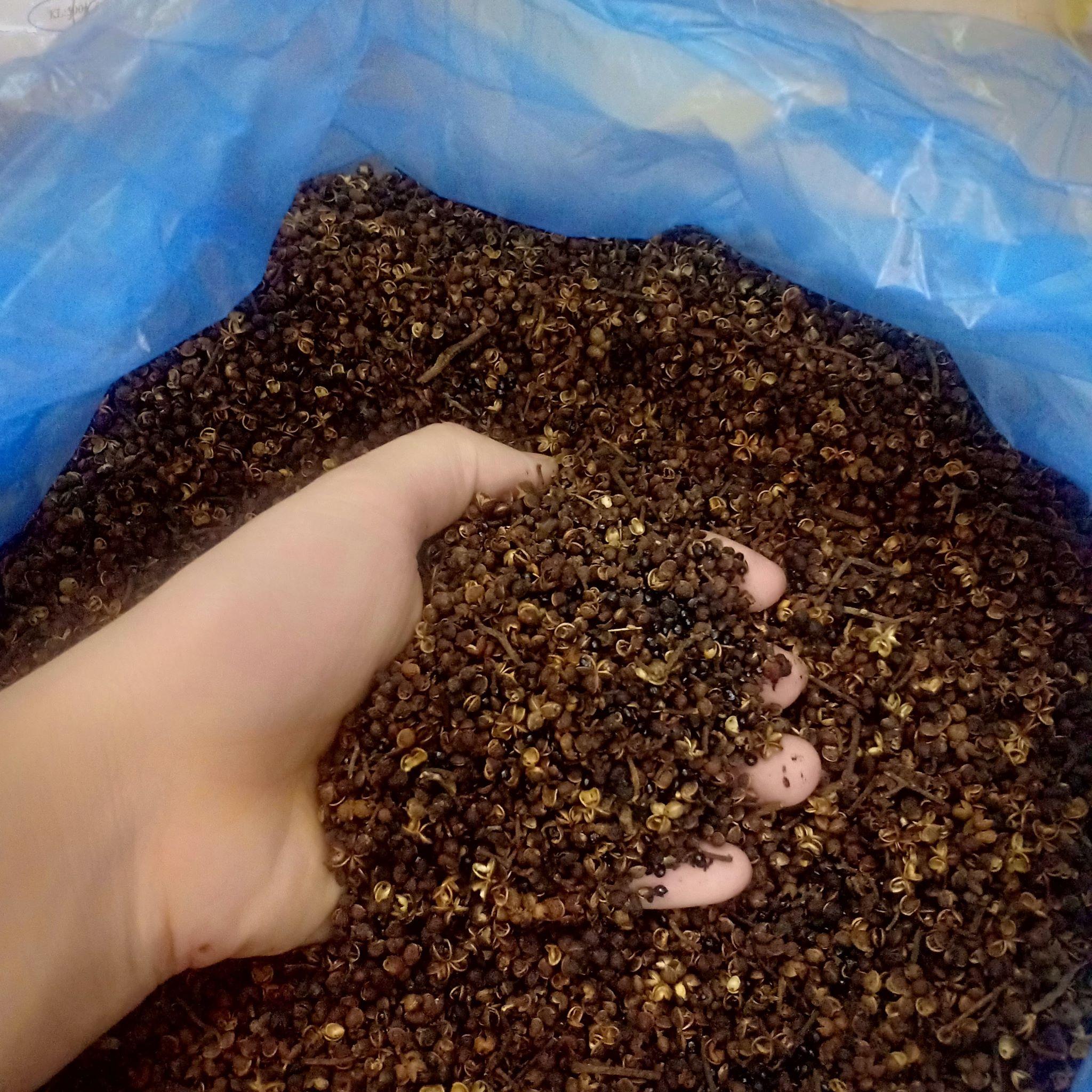 hạt mắc kén 100g