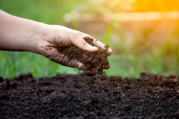 Đất sạch Miền Tây giàu dinh dưỡng 5dm3